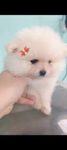 SPITZ ALEMÃO ANÃO, UMA URSINHA!