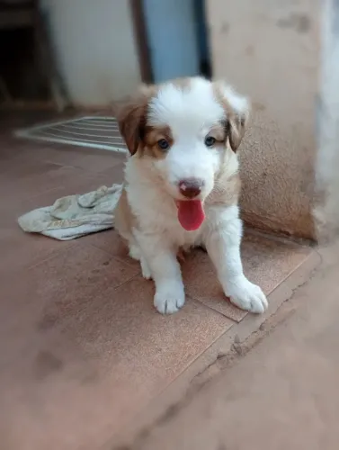 Border collie filhote
