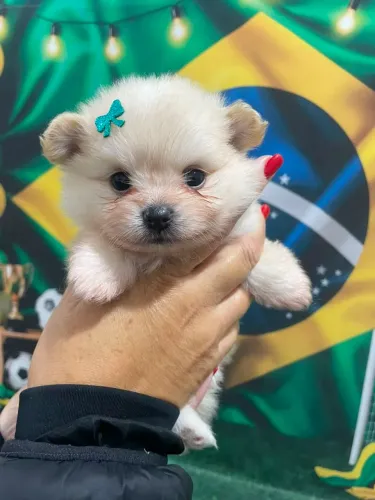 Sptiz alemão anão