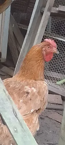 Vendas de galinhas e galos e faranguinhas