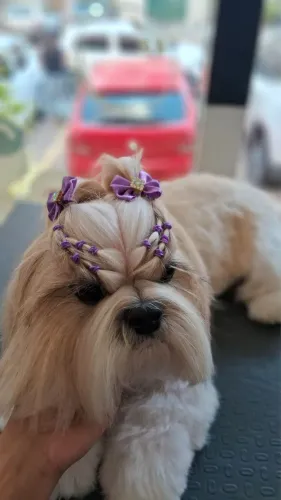 Vaga de emprego para banhista Pet Shop