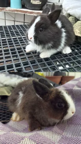 Coelho Netherland Dwarf (Anão Holandês)