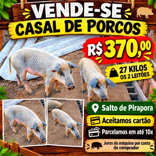 Vendo casal de porcos (13 ,70 o kilo)