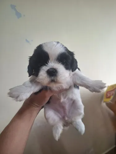 Shitzu 