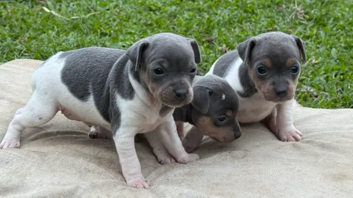 Filhotes de Terrier Brasileiro (Fox Paulistinha)