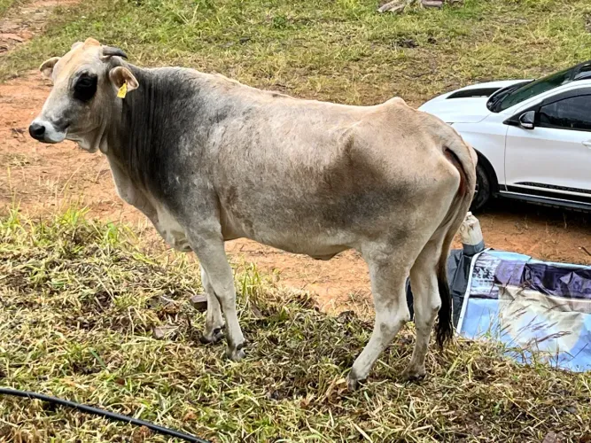 Vendo linda novilha