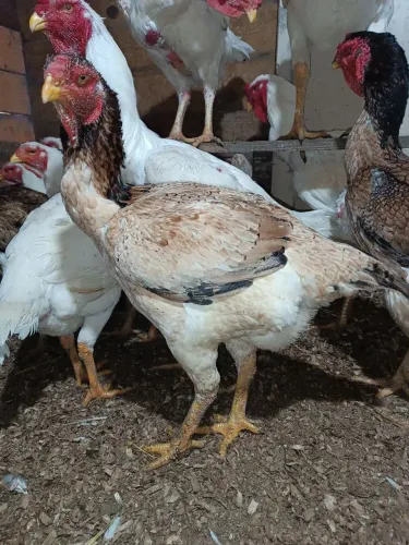 Ovos galados Índio gigante 