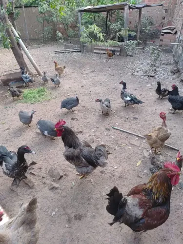 Vendo Pato!