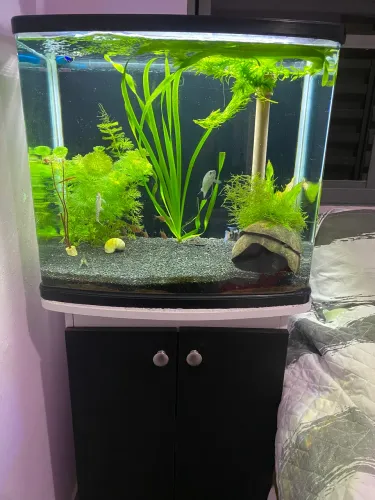 Vendo aquário 70litro com móvel 