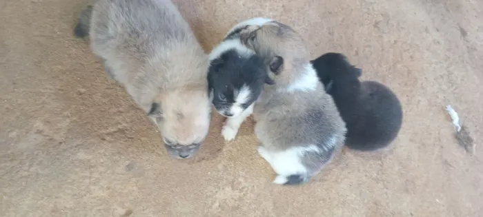LULU DA POMERANIA COM 30 DIAS