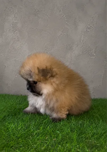 Lulu da Pomerania