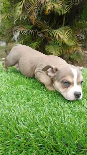 Macho e fêmea de American bully 