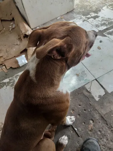 Vendo American Pitbull