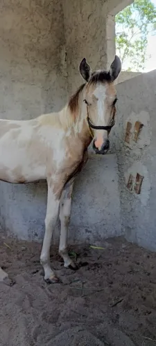 Potro Mangalarga Pampa de Baio