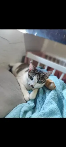 Venda doada desta lindo objeto inofensivo