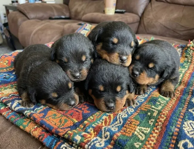Doa-se filhotes de Rottweiler