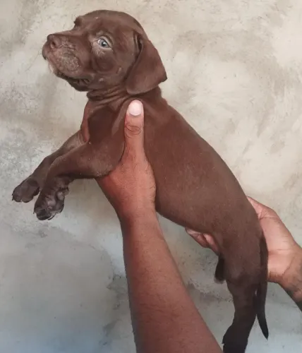 Filhotes De PitMonster 