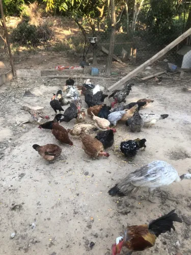 Lote Frango e galinha caipira