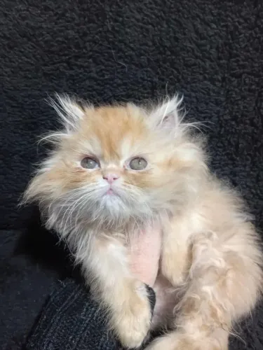 Gato persa