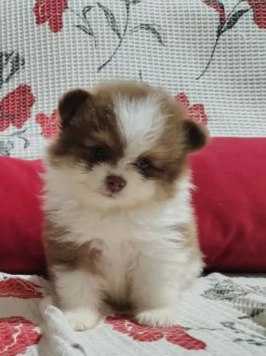 Spitz Alemão (Lulu da Pomerânia) Baby Face | Carinha de Ursinho