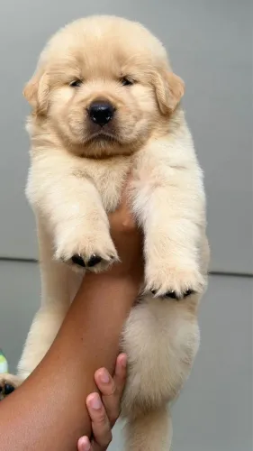 Golden Retriever filhotes Alto Padrão 