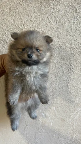 Spitz alemão anão 