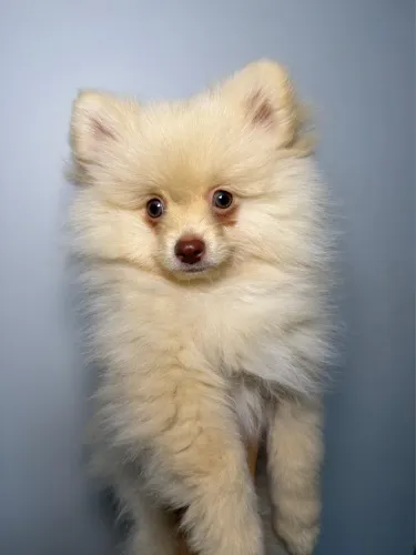 Vende-se Lulu da Pomerânia (spitz alemão)