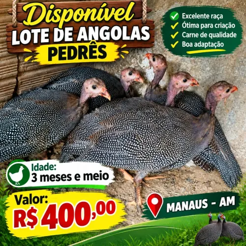 Galinha de Angola