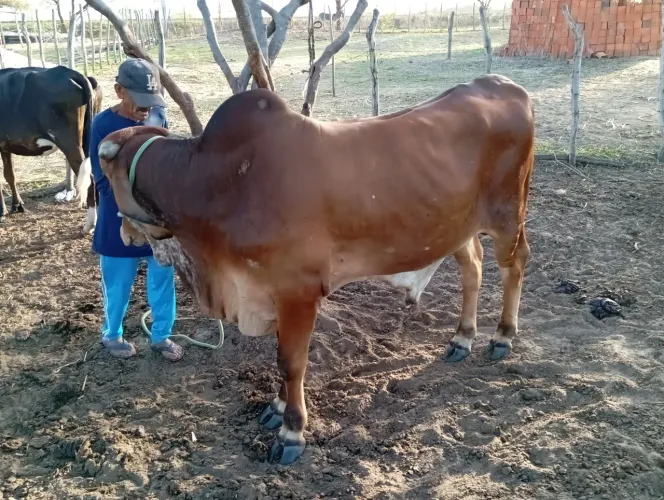 Garrote quase puro gir leiteiro 