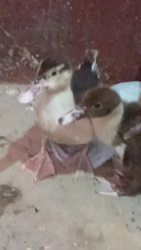 Casal de patos filhotes