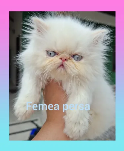 Femea persa a pronta entrega