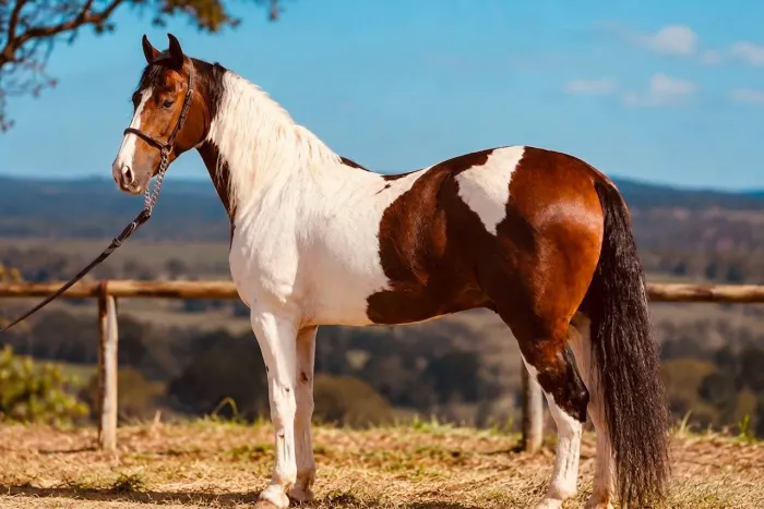 Cavalo Mangalarga