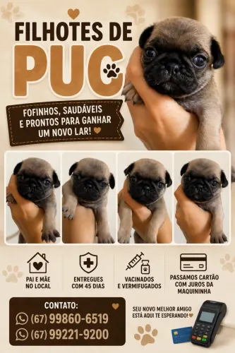 Filhotes de pug