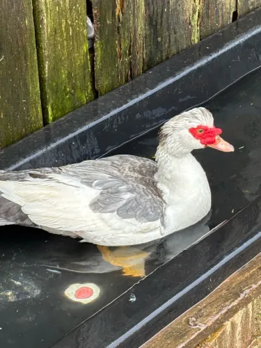 Patos adultos a venda