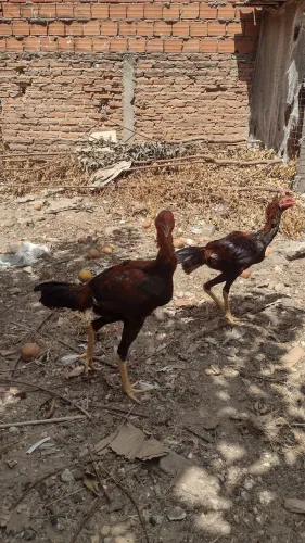 2 Frangos novinhos de raça