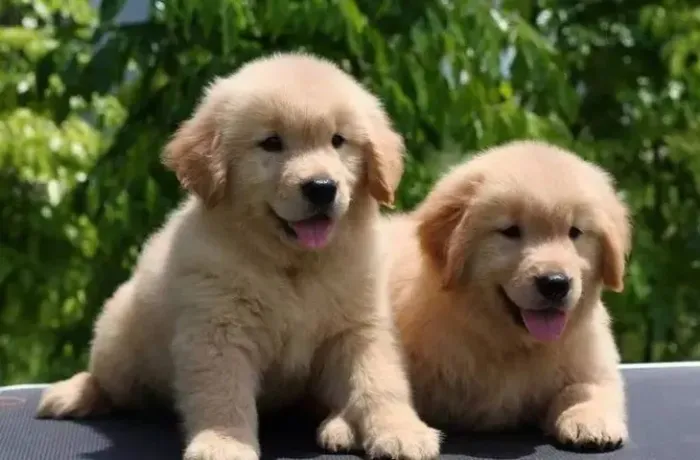 Um filhote de Golden, mil momentos inesquecíveis garanta já o seu