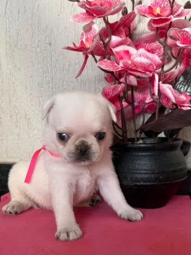 Pug fêmea branca com pedigree