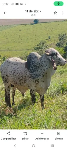 Toro