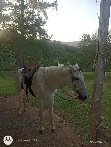 Cavalo Machador