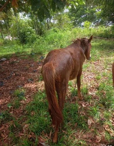 Vende-se 3 éguas raceadas mangalarga