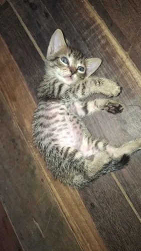 Filhote gata fêmea