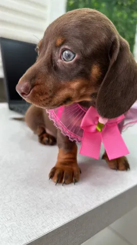 Filhote de Dachshund Chocolate