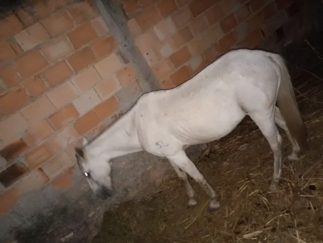 Cavalo piquira
