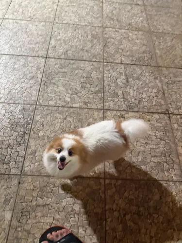 Lulu da pomerania fêmea cruzada