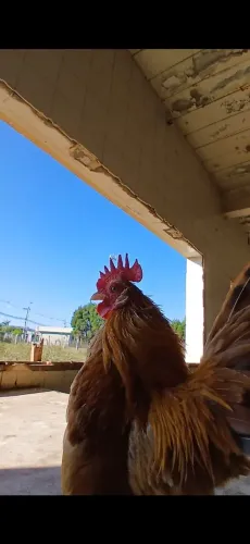 Galo serama a venda