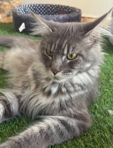 Maine Coon Fêmea com Pedigree