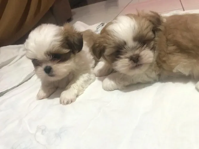 Filhote de Shih Tzu Lindo