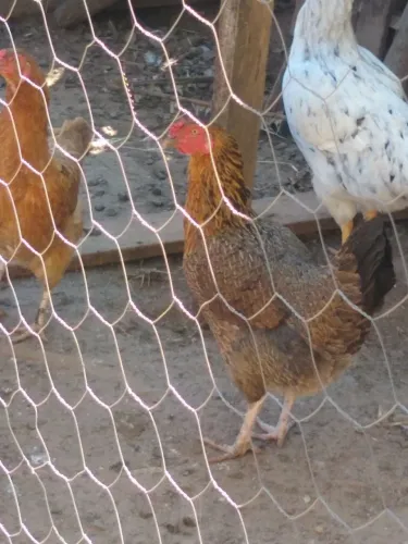 Galinha 