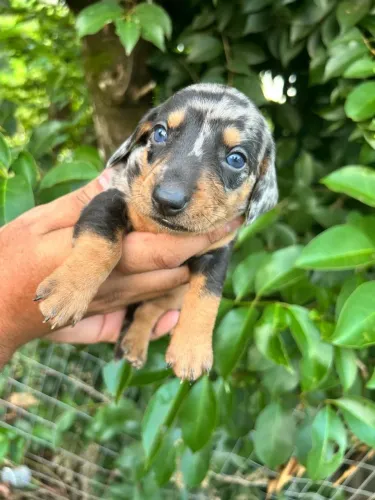 Teckel: O Melhor Amigo Que Sua Família Está Buscando