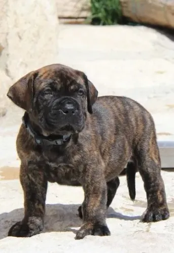 Encomenda Filhote fila brasileiro fêmea